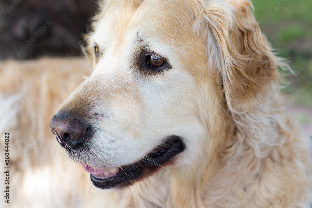 Head shot of adult golden retriever outdoors