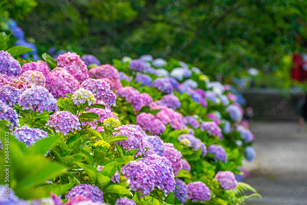 Obraz premium 千葉県の日運寺の紫陽花