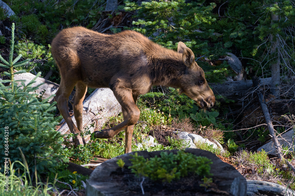 Fototapeta premium Calf in the forest. Moose in the Colorado Rocky Mountains