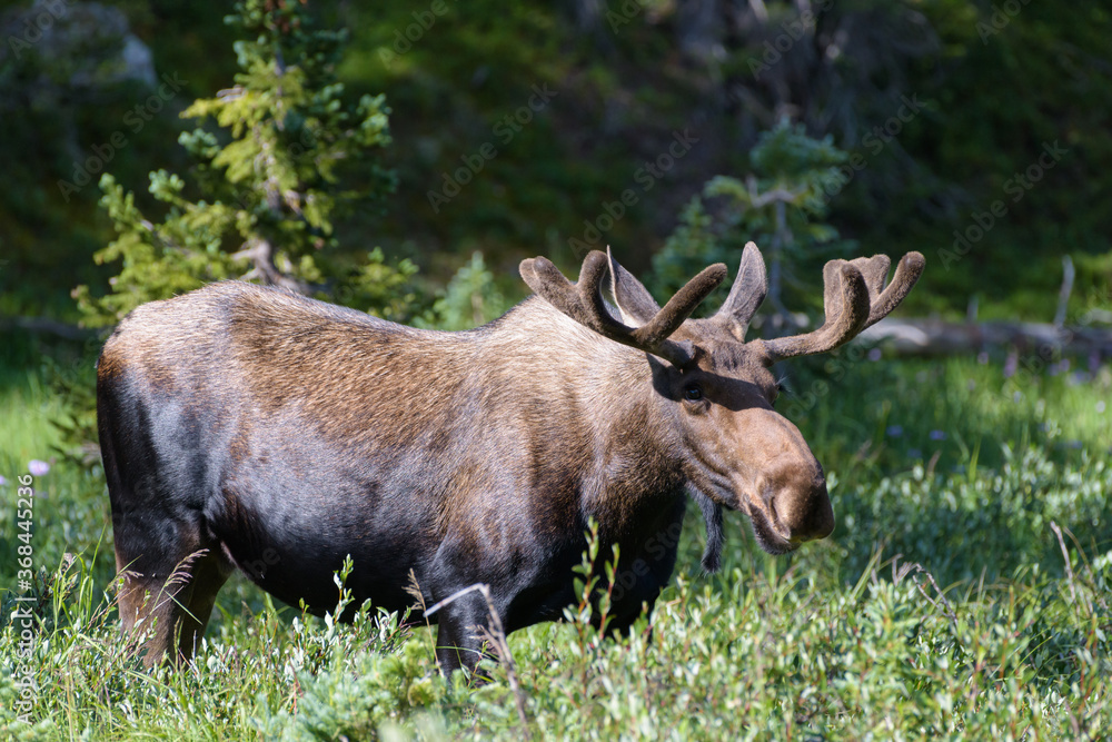 Bull Moose in the Colorado Rocky Mountains Bull Moose in the Colorado Rocky Mountains