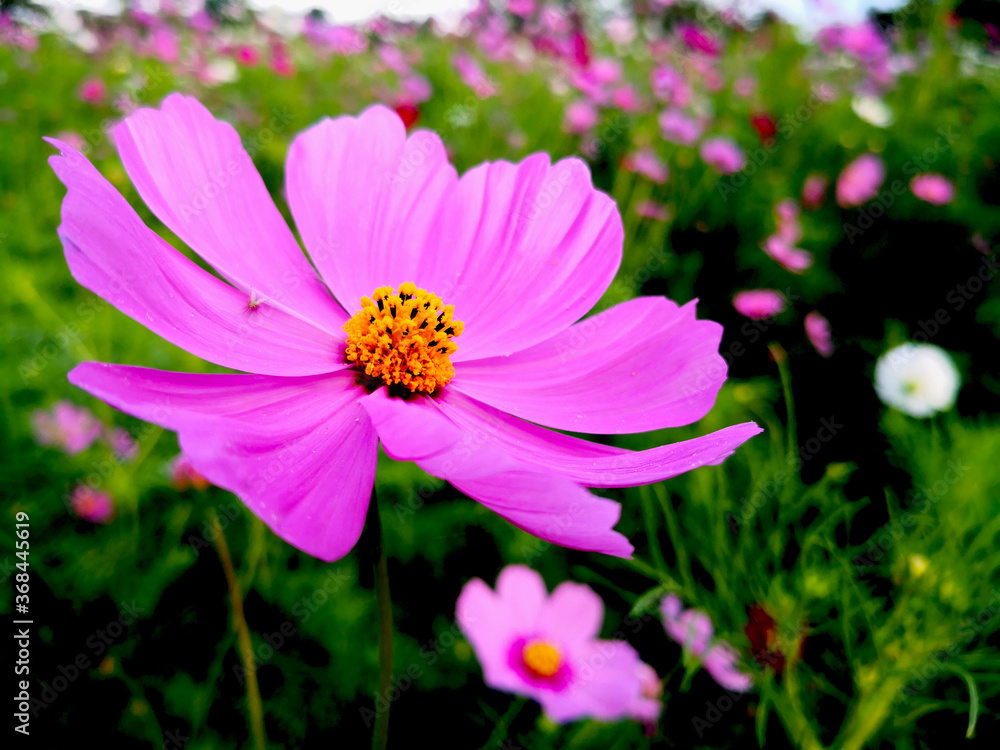 pink-purple cosmos flowers in the field