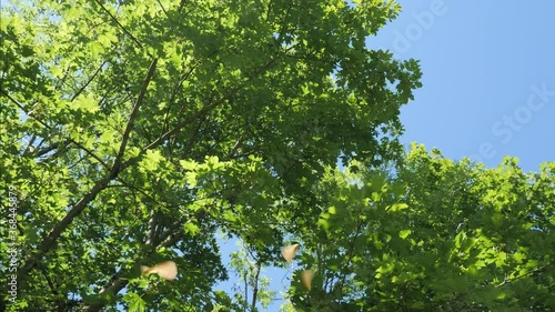 Maple Seeds Helicopters falling from a tree, slow motion