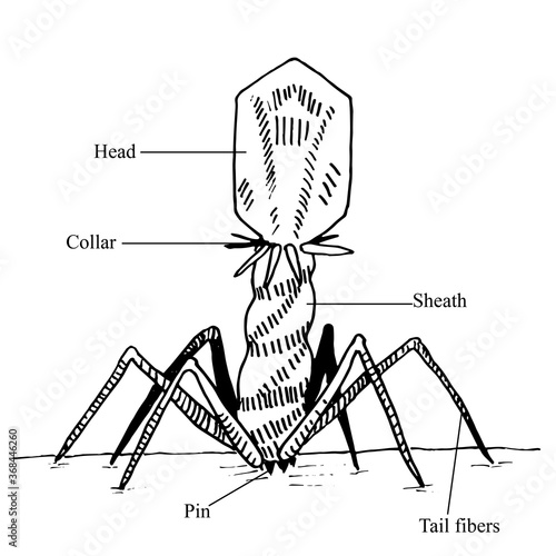 Vector illustration of a bacteriophage with the designation of parts of the microorganism.Black and white traditional illustration for biology book, Illustration for medical books, booklets, brochures