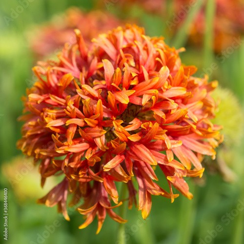 Gaillardia pulchella flowers in the garden close-up