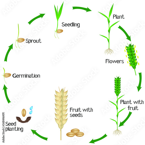 A growth cycle of a wheat plant is isolated on a white background.