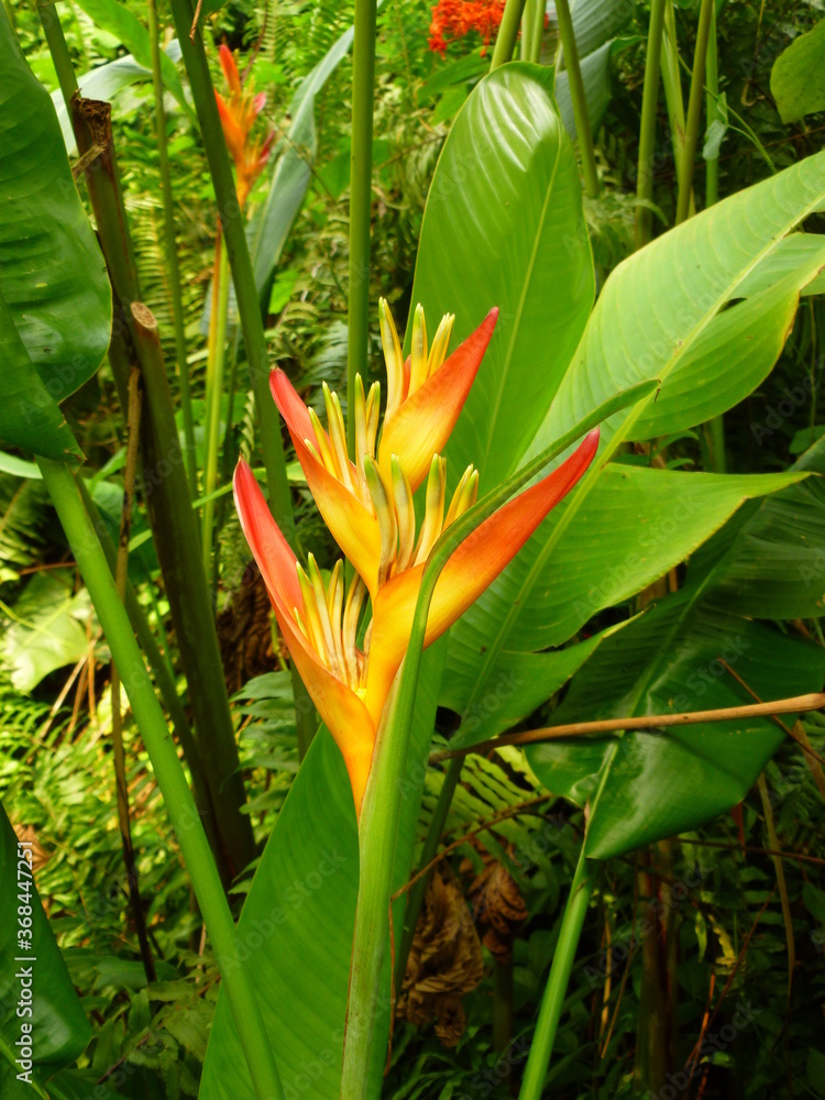 Obraz premium exotic tropical flower