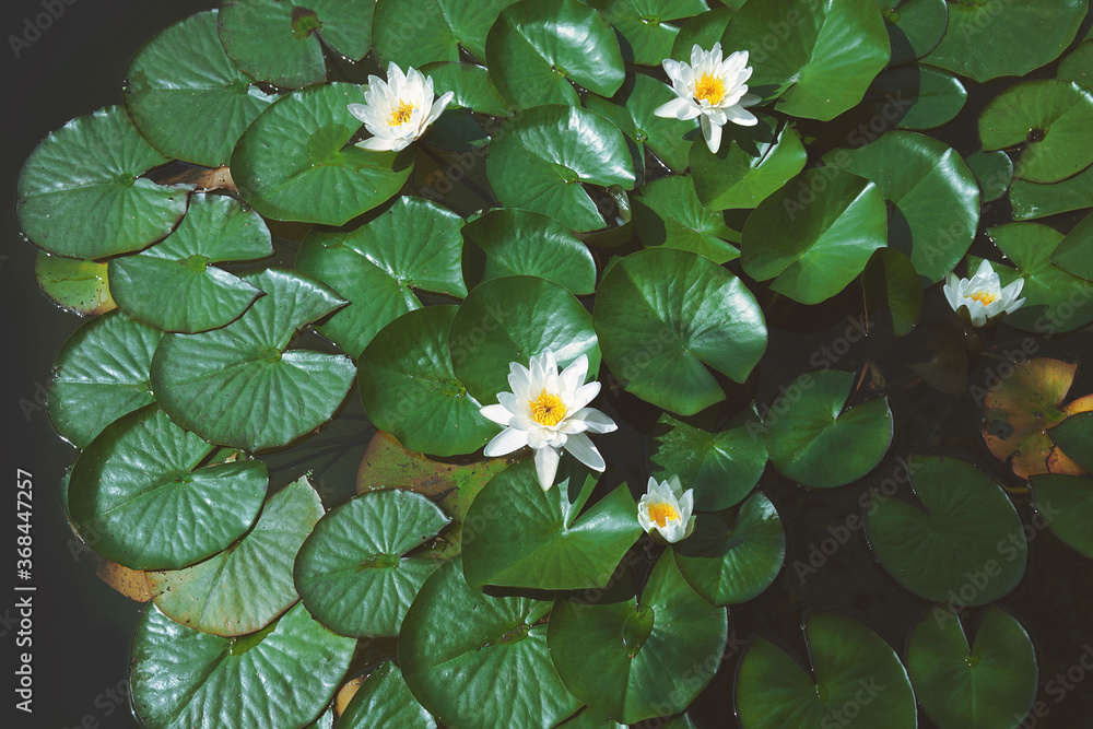 White water lily nymphaea on the pond, top view White water lily nymphaea on the pond, top view
