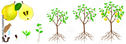 A growth cycle of a quince plant is isolated on a white background.