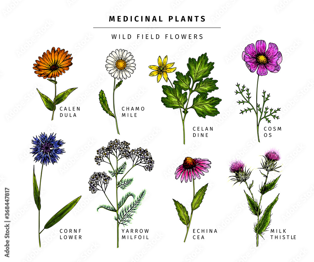 Hand drawn wild hay flowers. Medical herbs and plants. Colored Calendula, Chamomile, Cornflower, Celandine, Cosmos, Yarrow, Thistle, Echinacea. Engraved Cosmetic essential oil package herbal medicine.