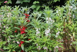 Plant with red and white flowers on small backyard garden