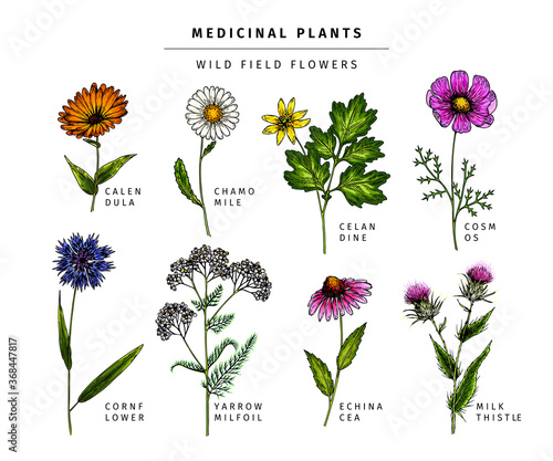 Hand drawn wild hay flowers. Medical herbs and plants. Colored Calendula, Chamomile, Cornflower, Celandine, Cosmos, Yarrow, Thistle, Echinacea. Engraved Cosmetic essential oil package herbal medicine.