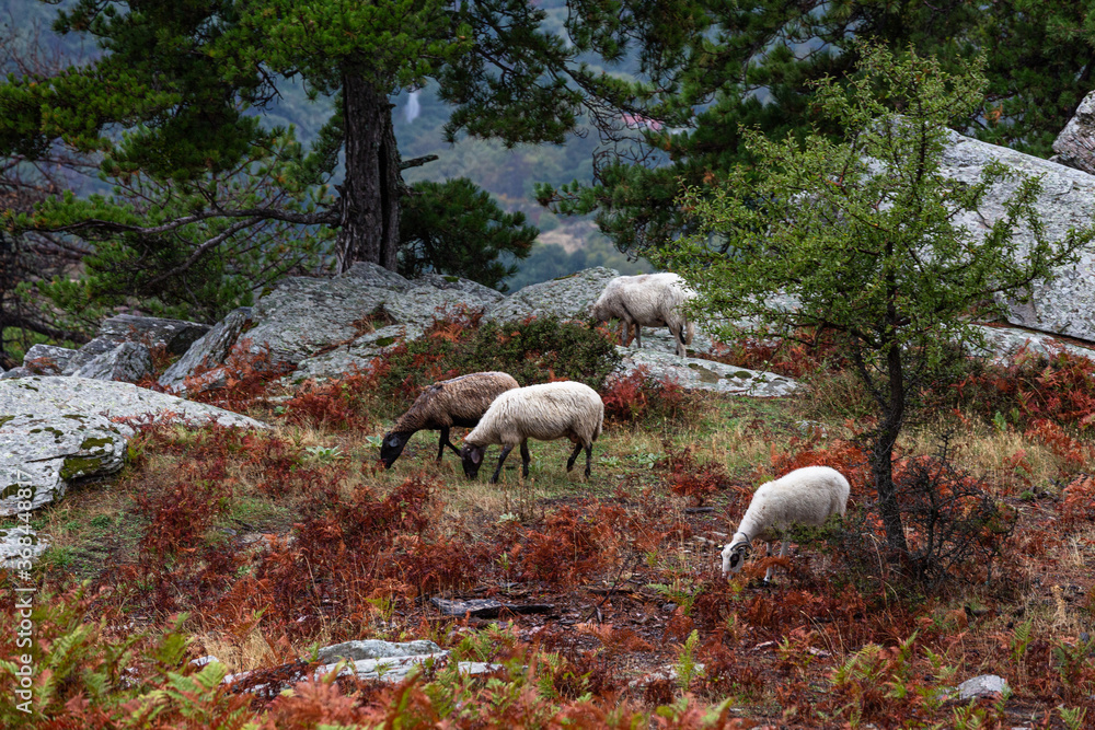 Fototapeta premium Cloudy views in mountains in Thassos island