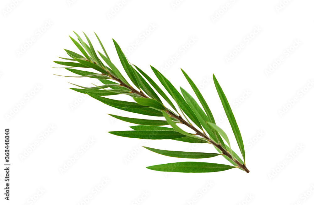 Fototapeta premium Melaleuca (Tea Tree) Isolated on White Background.