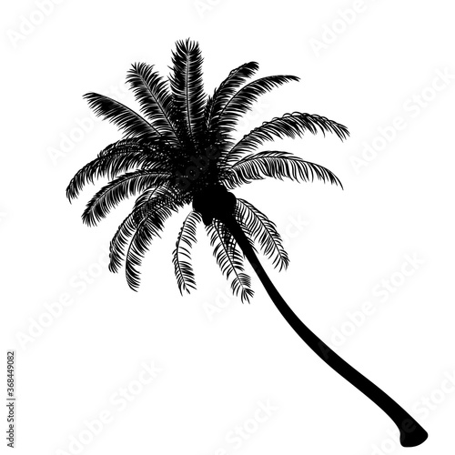 palm tree isolate on white background