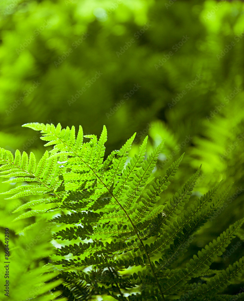Fern in the forest, illuminated by the sun