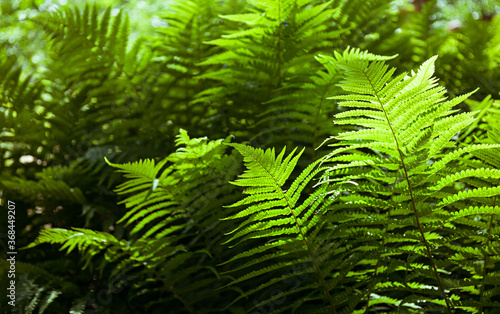 Fern in the forest, illuminated by the sun