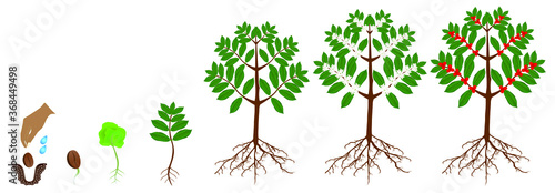 A growth cycle of coffee plants isolated on a white.