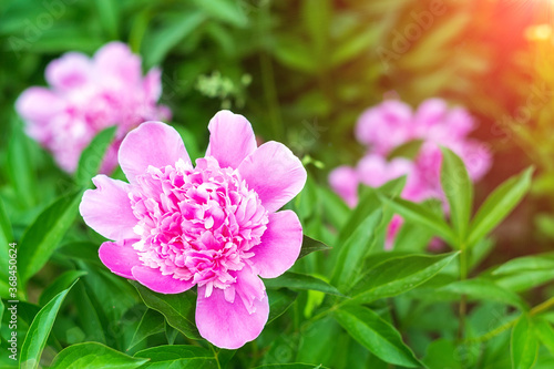 pink peonies on a green natural background. selective focus. place to copy text
