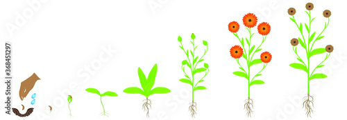 Cycle of calendula plant growth, isolated on white background.
