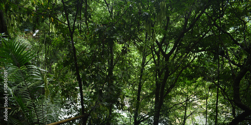 Few Amount of Sunshine Are Coming Through The Very Dense Green Forest Near Living Root Bridge In Meghalaya In India photo