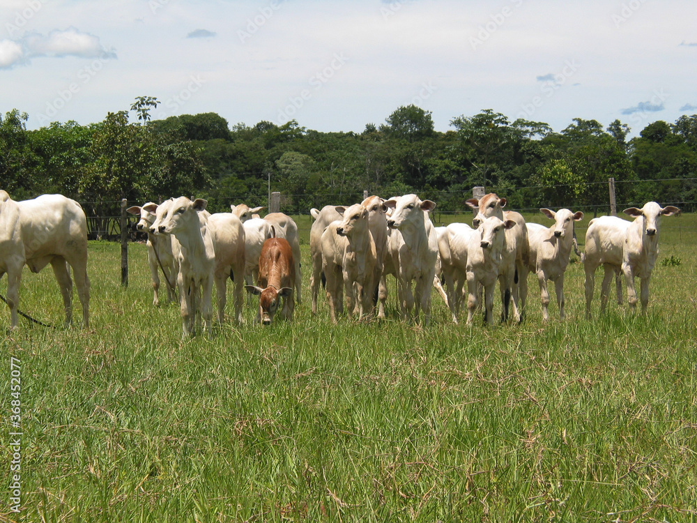 Fototapeta premium Bovinocultura