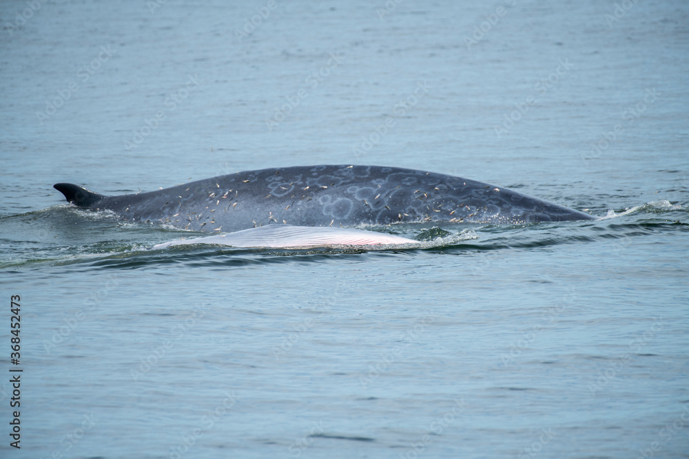 Fototapeta premium Brydes whale, Eden's whale Mother is teaching children to catch the fish.