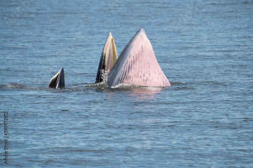 Brydes whale, Eden's whale Mother is teaching children to catch the fish.
