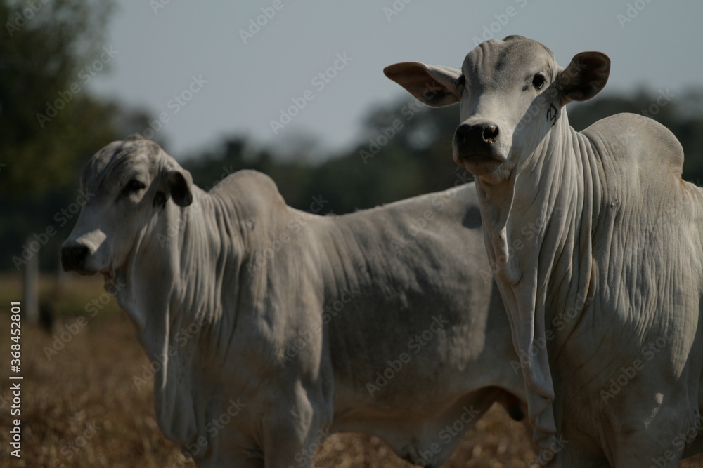 Fototapeta premium Bovinocultura