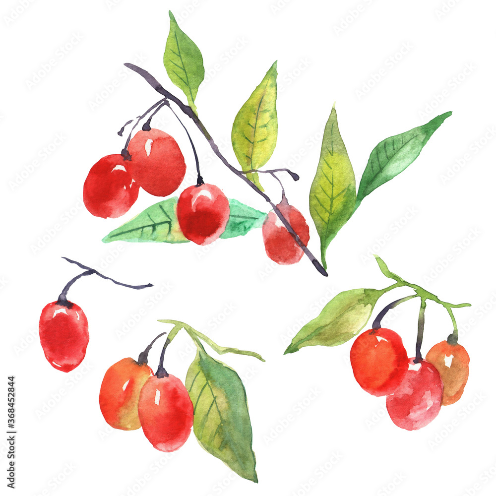 Poisonous nightshade berries clipart Poisonous nightshade berries clipart