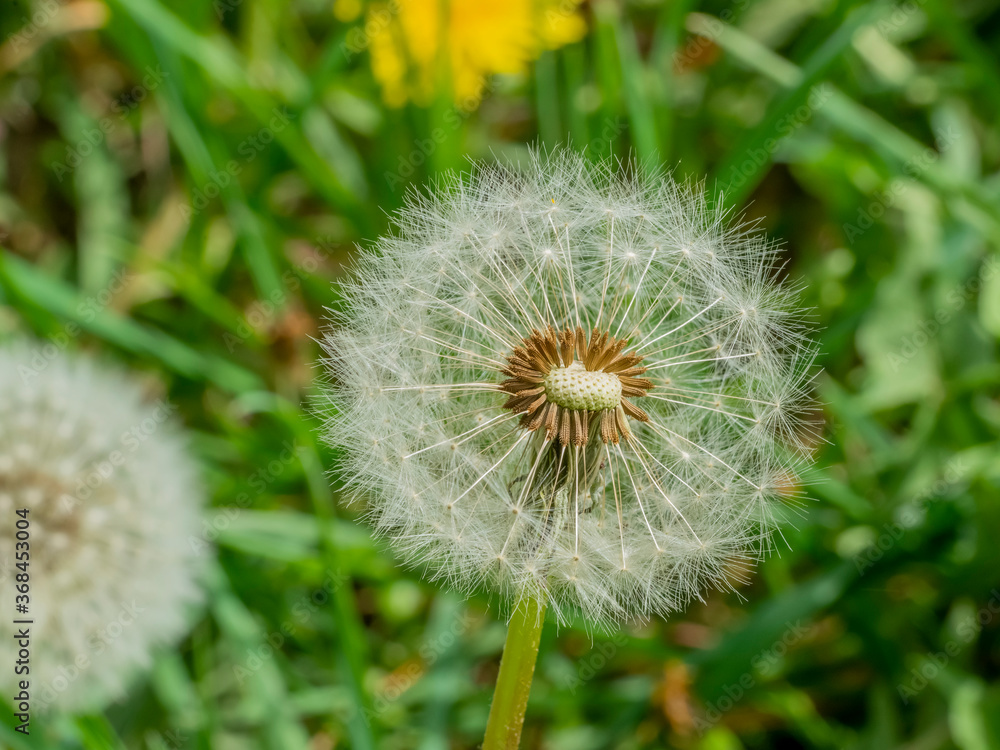 Fototapeta premium dandelion seedheads