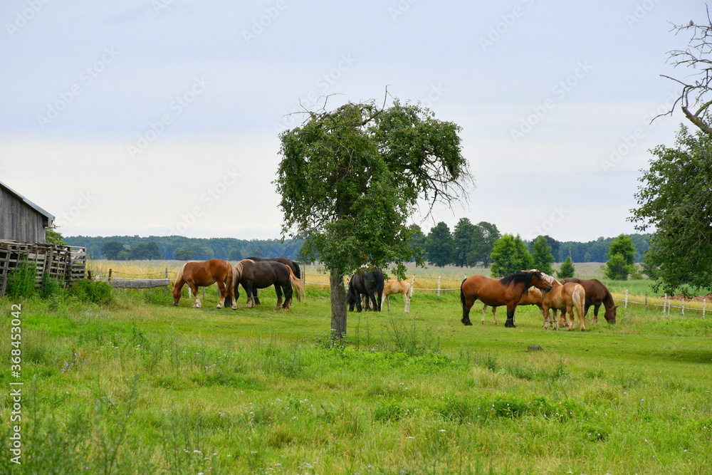 A view of a herd of horses grazing in the middle of a dense field or meadow next to a single deciduous tree located in the middle of a dense forest or moor seen on a cloudy moody day in Poland