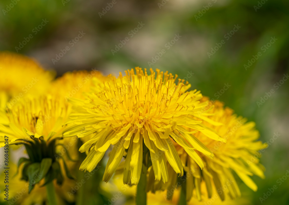dandelion flowers dandelion flowers