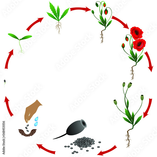 Life cycle of poppy plant on a white background.