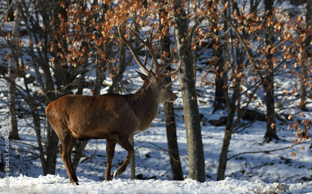 elk walking in forest during winter elk walking in forest during winter