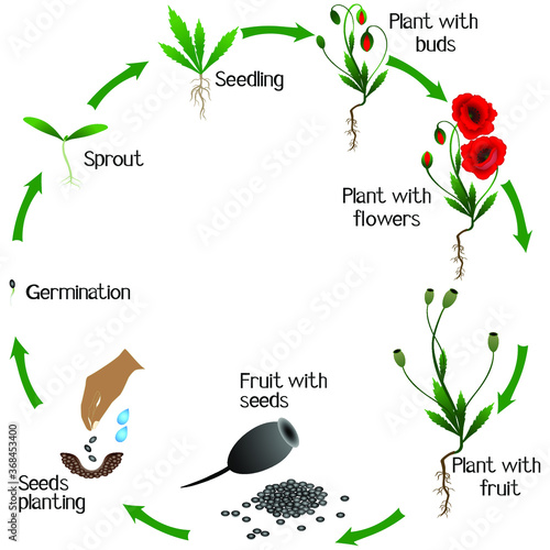 A growth cycle of poppy plant on a white background.