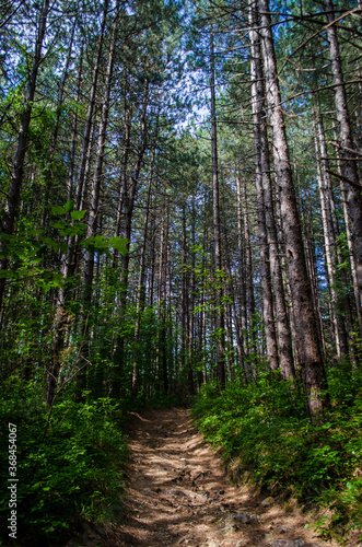 La Via Francigena nei boschi dell'appennino parmense © Andrea Vismara