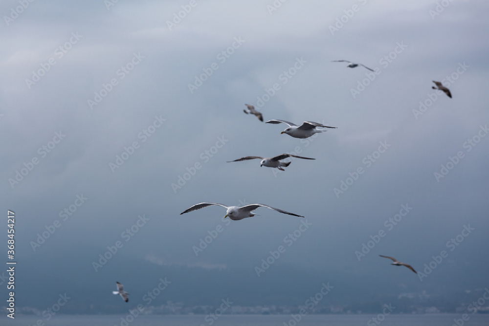 seabirds in flight