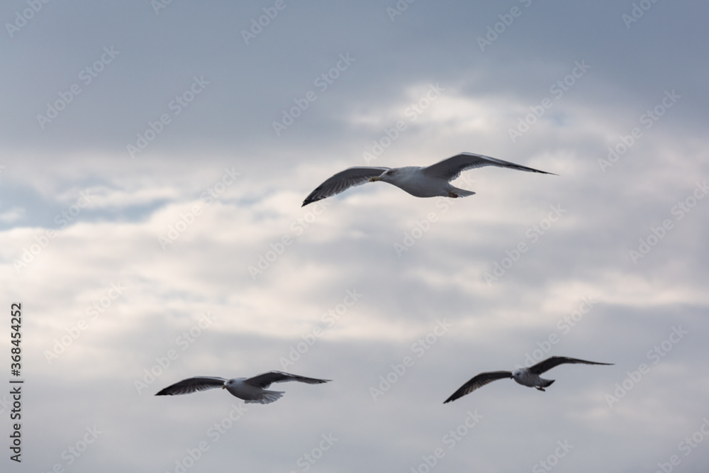 Obraz premium seabirds in flight