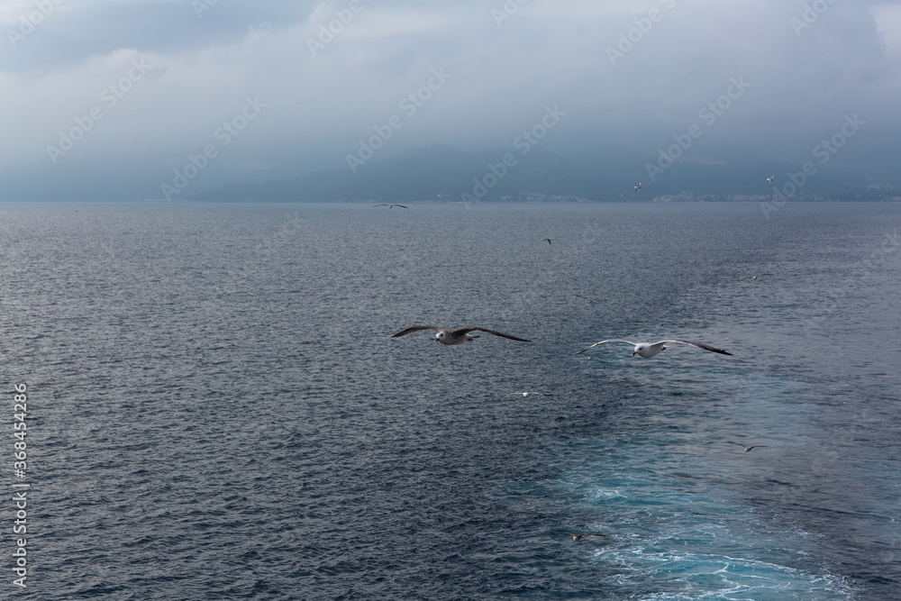 Fototapeta premium seabirds in flight