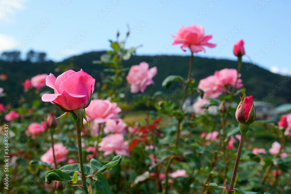 島田のバラ園、ピンクのバラが咲いていました。