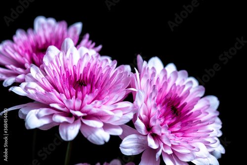 Pink Chrysanthemum