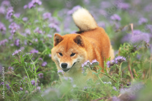 Cute and happy red shiba inu dog running in the violet flowers field. Phacelia blossoms. Beautiful japanese dog