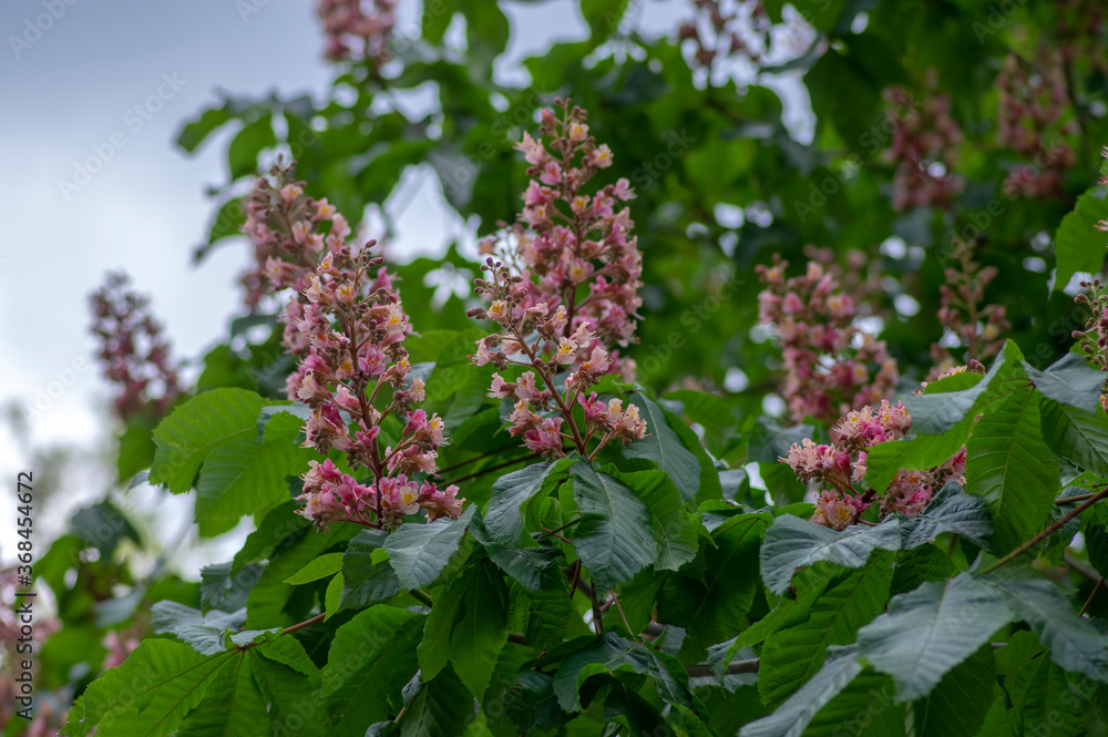 Aesculus carnea pavia red horse-chestnut flowers in bloom, bright pink flowering ornamental tree Aesculus carnea pavia red horse-chestnut flowers in bloom, bright pink flowering ornamental tree