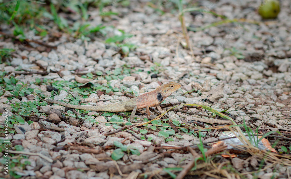 Fototapeta premium A chameleon perched on a branch. Chameleon to blend in with nature, perched on a branch.