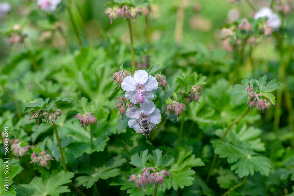geranium cantabrigiense biokovo white flowering cranesbills plants, group of white flowers and buds in bloom geranium cantabrigiense biokovo white flowering cranesbills plants, group of white flowers and buds in bloom