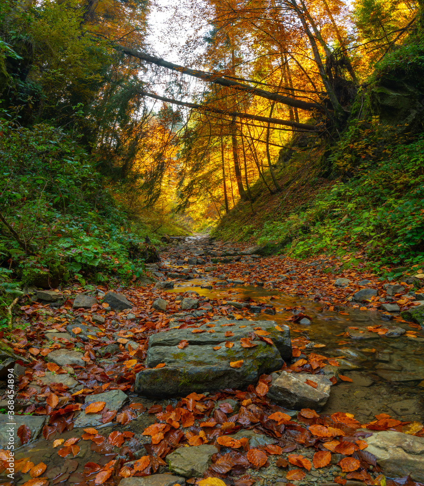 Autumn forest trees thicket in the mountains Autumn forest trees thicket in the mountains
