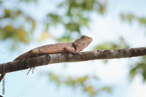 A chameleon perched on a branch. Chameleon to blend in with nature  perched on a branch.