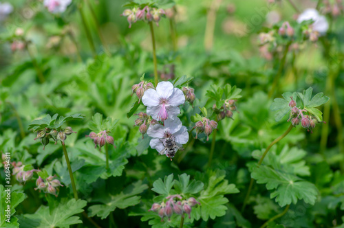 geranium cantabrigiense biokovo white flowering cranesbills plants, group of white flowers and buds in bloom