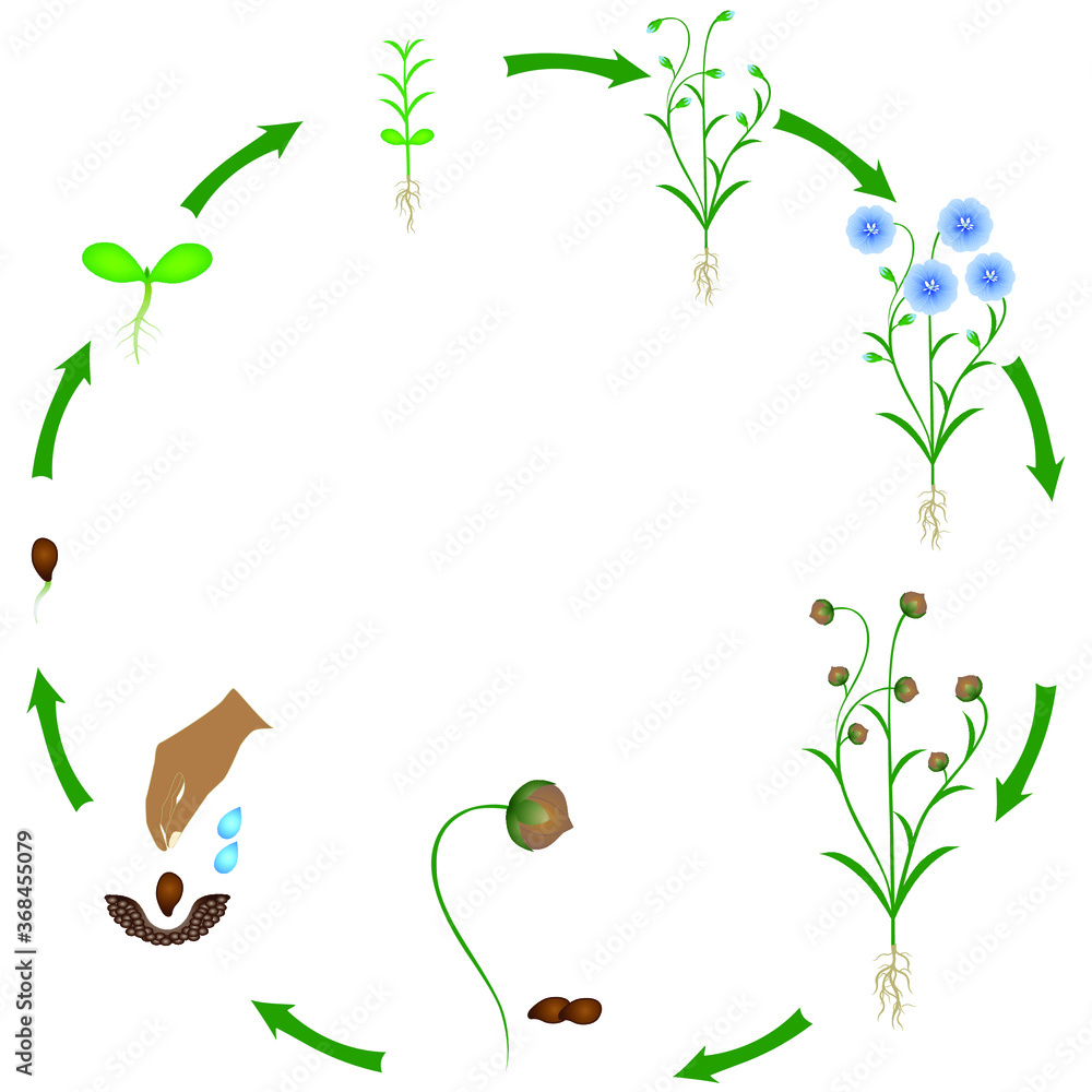 Life cycle of flax plant on a white background.