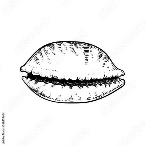 Sea shell cowrie tiger pattern. Hand drawn sketch style vector drawing of tropic reef undersea mollusk shell. Isolated on white background. Retro design. Vector illustration.